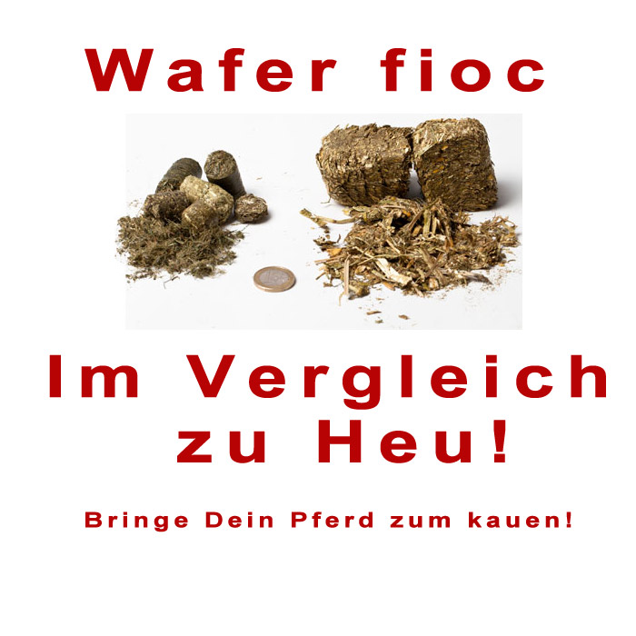 bringe-dein-pferd-zum-kauen