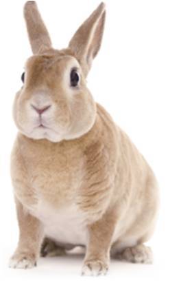 rabbit1OWun6h2SpMKUc