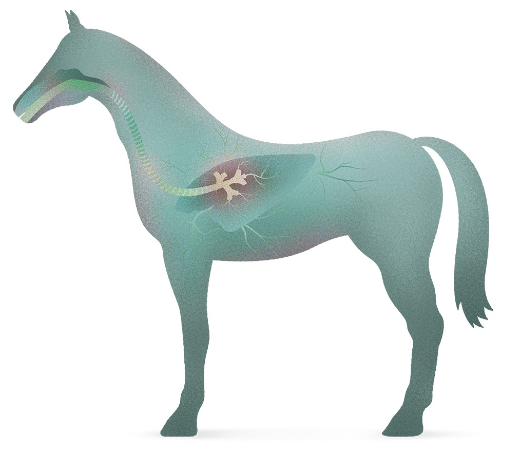 Equibar-Respirity-cavallo