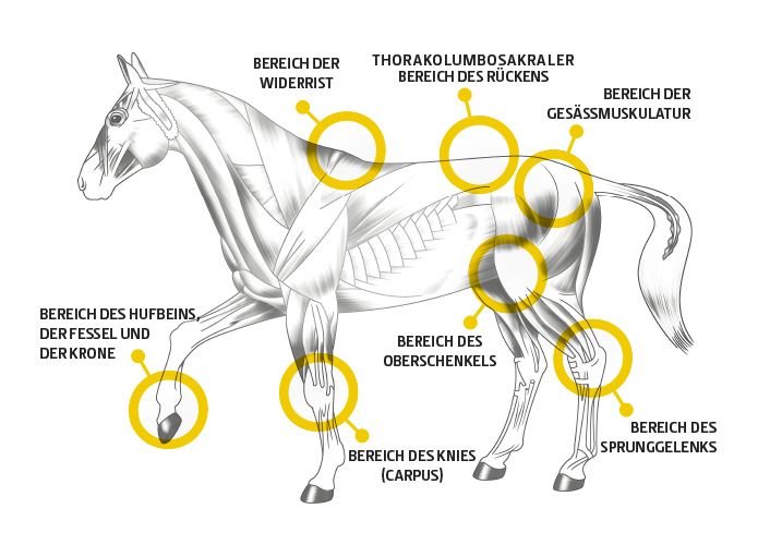 Cavallo-Muscoli-DegdpREuPazCVNP